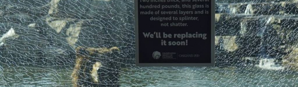 Child breaks glass at zoo’s bear enclosure, causing $67K of damage